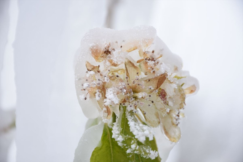 Bütün meyveler dondu felaket çok büyük! Kayısı, üzüm, ceviz, elma hepsini unutun - Resim: 1