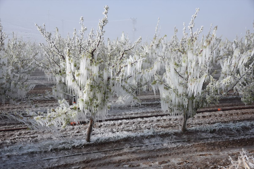 Bütün meyveler dondu felaket çok büyük! Kayısı, üzüm, ceviz, elma hepsini unutun - Resim: 3