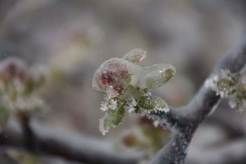 Bütün meyveler dondu felaket çok büyük! Kayısı, üzüm, ceviz, elma hepsini unutun - Resim: 4