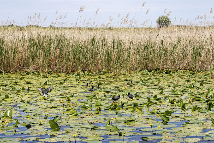 Beyşehir Gölü'ndeki ''nilüfer bahçesi'' çiçek açtı - Resim: 4