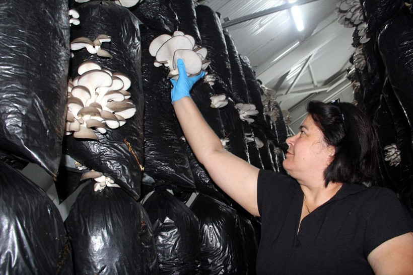 Sinop'da 16 kadın üretmeye başladı! Onların sayesinde vatandaş ucuza yiyor - Resim: 4