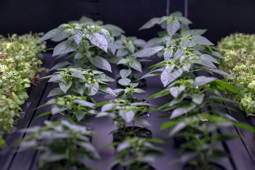 Hayalindeki topraksız tarım makinelerini üreten girişimcinin hedefi ihracat - Resim: 4