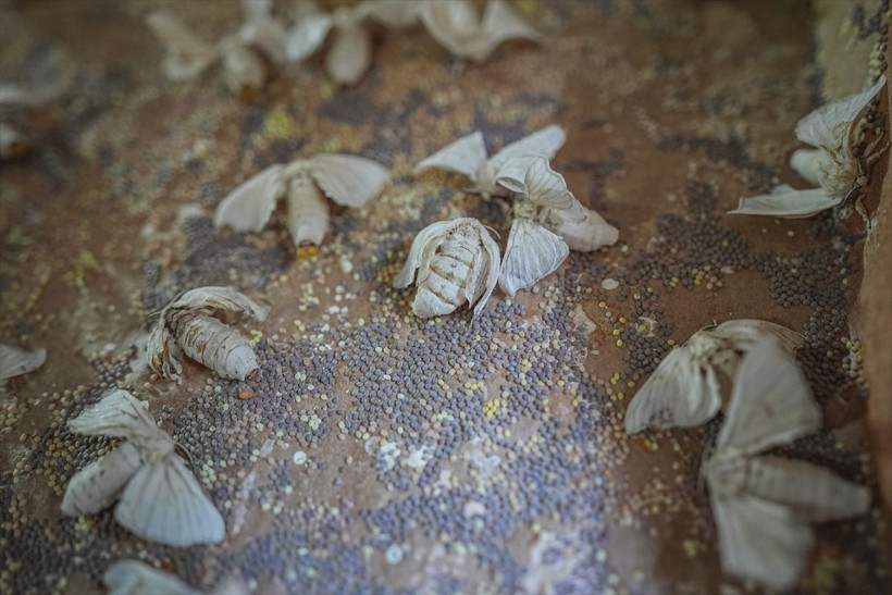 Dünyada sadece 7 tane var biri Bursa'da! Bu böcekler 1500 metre ip yapabiliyor - Resim: 3