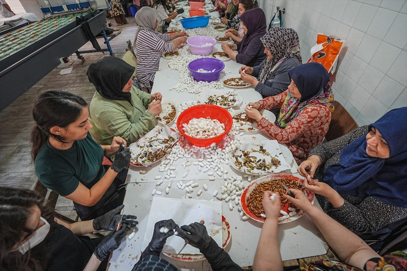 Dünyada sadece 7 tane var biri Bursa'da! Bu böcekler 1500 metre ip yapabiliyor - Resim: 4