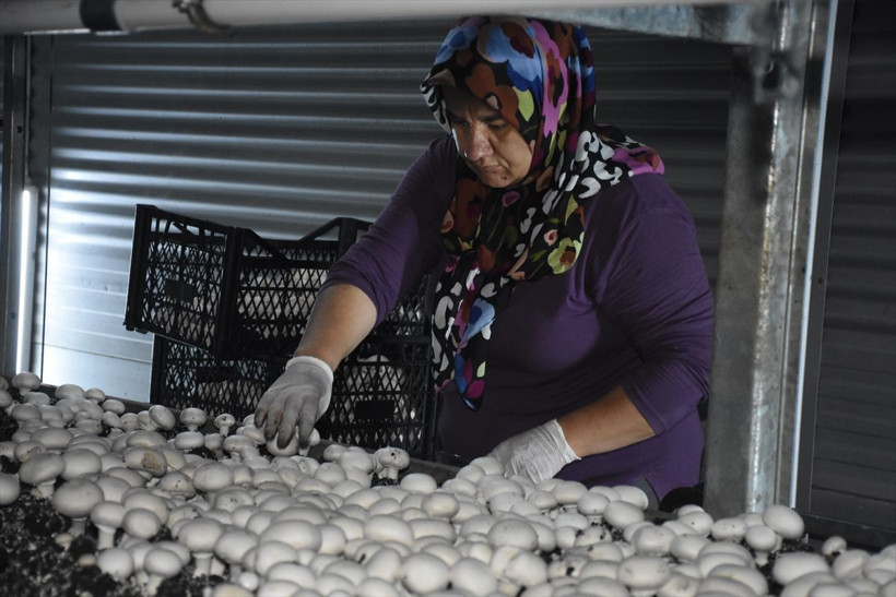 Memurluğu bıraktı, devlet desteğiyle bu tesisi kurdu! Ayda 15 ton ürün satıyor - Resim: 4