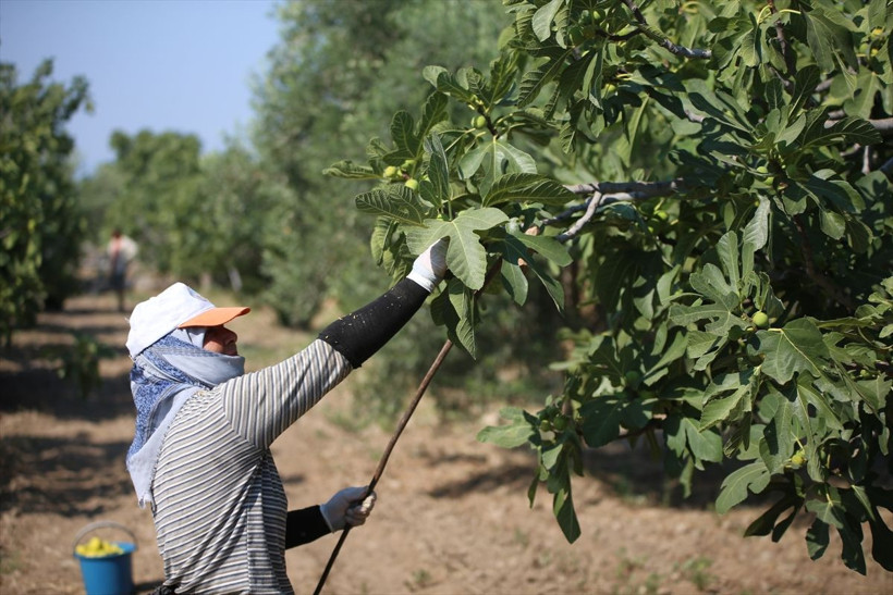 Tescilli ürün için hasat zamanı! Aşırı sıcağa rağmen çalışıyorlar... - Resim: 1