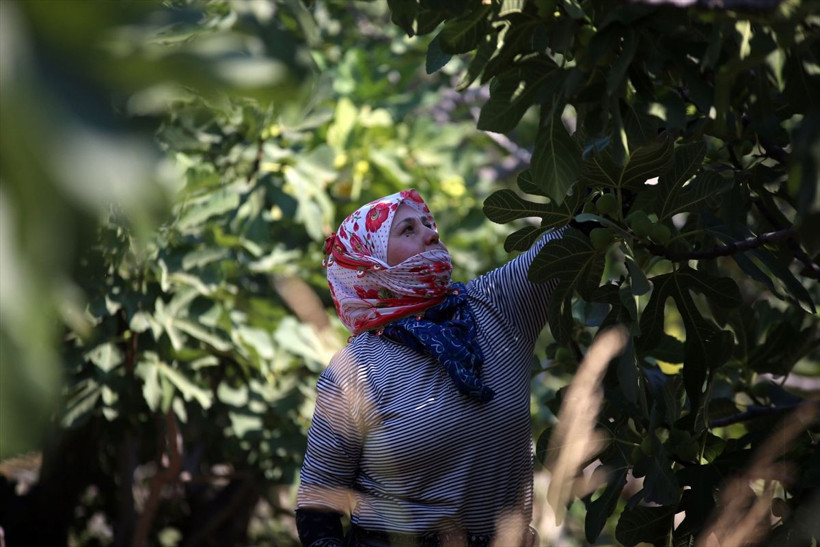 Tescilli ürün için hasat zamanı! Aşırı sıcağa rağmen çalışıyorlar... - Resim: 2