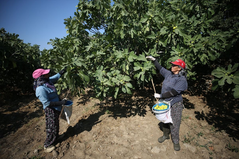 Tescilli ürün için hasat zamanı! Aşırı sıcağa rağmen çalışıyorlar... - Resim: 3