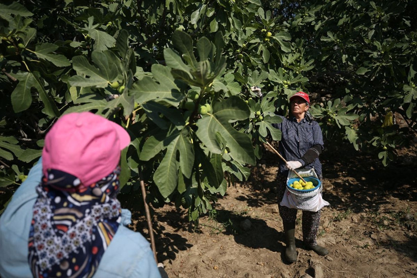 Tescilli ürün için hasat zamanı! Aşırı sıcağa rağmen çalışıyorlar... - Resim: 4