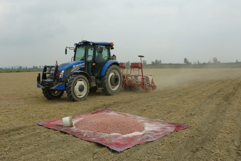 Nesillerce gelir sağlayacak! Bir kez ekince 100 yıla kadar meyve veriyor... - Resim: 4