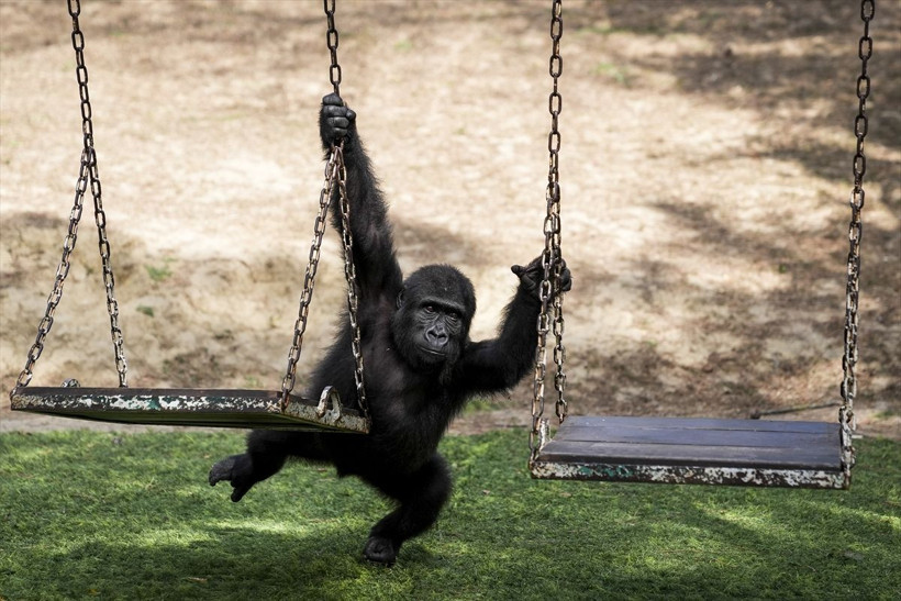 Havalimanında kutuda bulunmuştu goril yavrusu Zeytin'den haber var - Resim: 1
