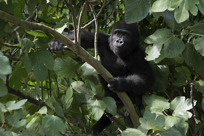 Havalimanında kutuda bulunmuştu goril yavrusu Zeytin'den haber var - Resim: 2