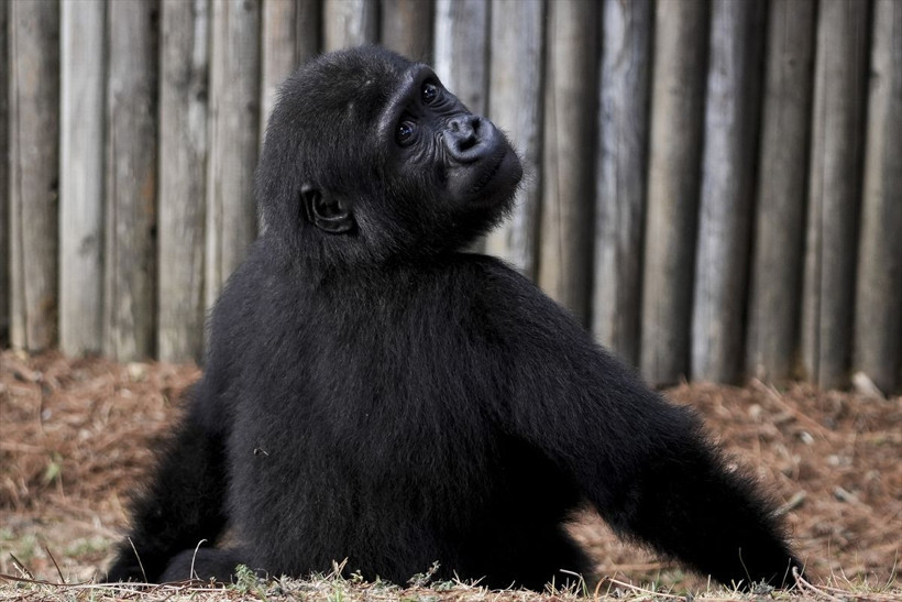 Havalimanında kutuda bulunmuştu goril yavrusu Zeytin'den haber var - Resim: 3