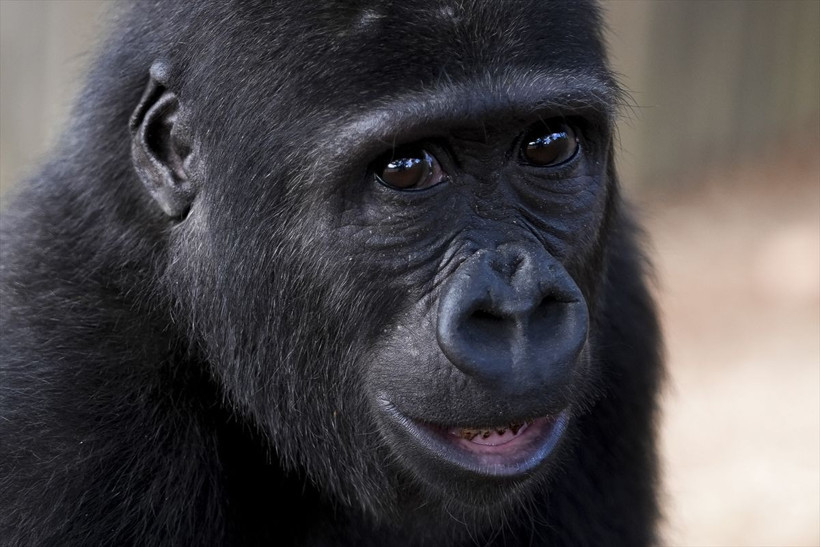 Havalimanında kutuda bulunmuştu goril yavrusu Zeytin'den haber var - Resim: 4