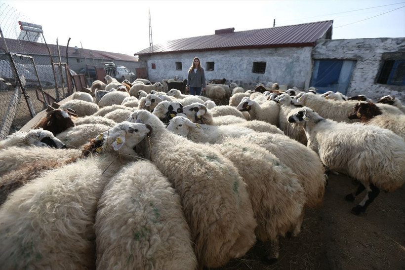 İstanbul'dan sıkıldı köyüne dönüp hayvancılığa başladı! 3 yılda sürüsünü 4'e katladı şimdiki hedefi... - Resim: 3