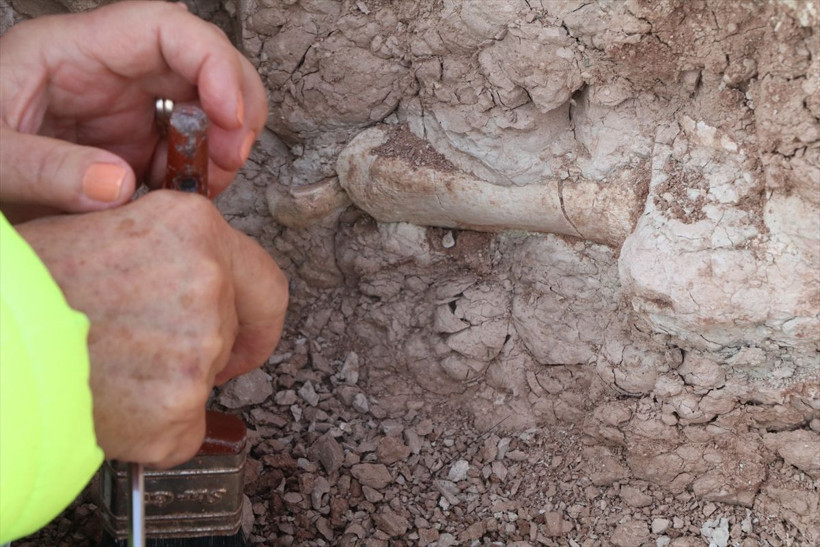 Çankırı'da zürafadan gergedana yüzlerce fosil bulunan alandan bu sezon 200 fosil çıkarıldı - Resim: 2