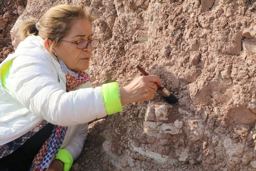 Çankırı'da zürafadan gergedana yüzlerce fosil bulunan alandan bu sezon 200 fosil çıkarıldı - Resim: 4