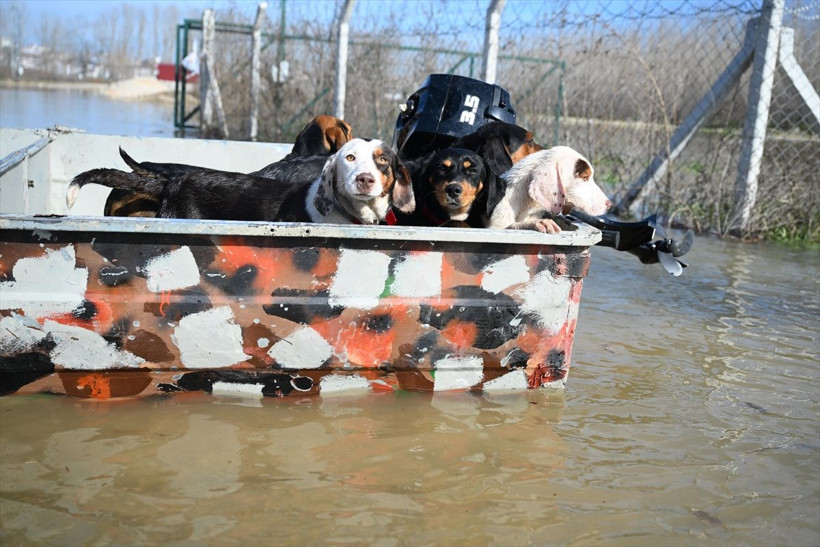 "Kırmızı" uyarı koduyla izleniyordu! Meriç Nehri'nin debisi giderek artıyor - Resim: 2