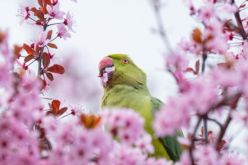 Ankara'ya sürpriz kar yağışı! İstanbul bahara giriyor 20 derece sıcaklık - Resim: 4