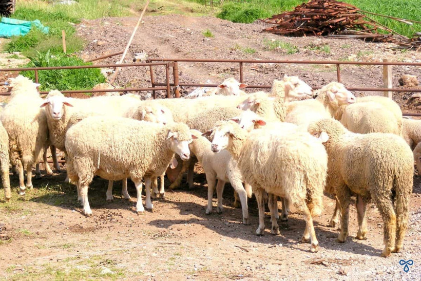 Kurban Bayramı için tatil planları başladı! 2027 bayram tatili kaç gün, arefe ne zaman? - Resim: 2