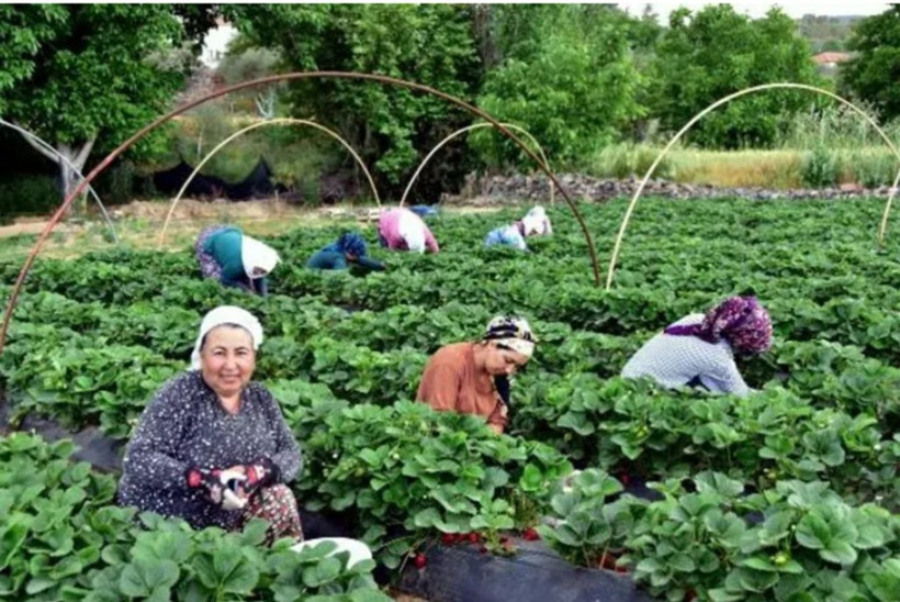 Kilosu 10 TL'den satılıyor! Muğla'da 'Vali Hanım Çileği' sevinci - Resim: 3