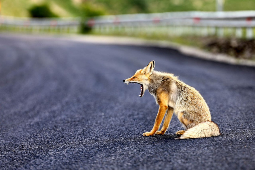 Ovit Dağı'ndan karayoluna indi! Böyle görüntülendi - Resim: 4