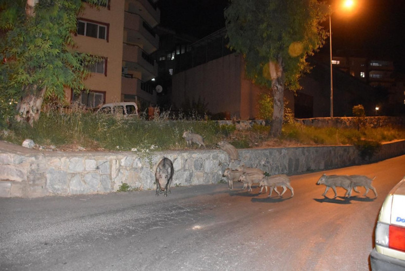 Kuşadası'nda sürü halinde görülmüşlerdi! Nedeni belli oldu - Resim: 4