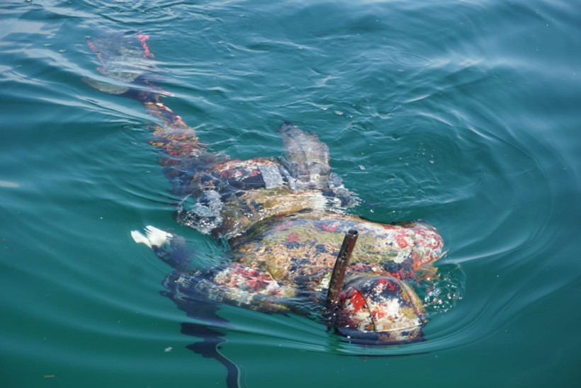 21 yıl önce bacağını kaybetmişti! Dalış tutkusu ile yaşama tutundu - Resim: 2