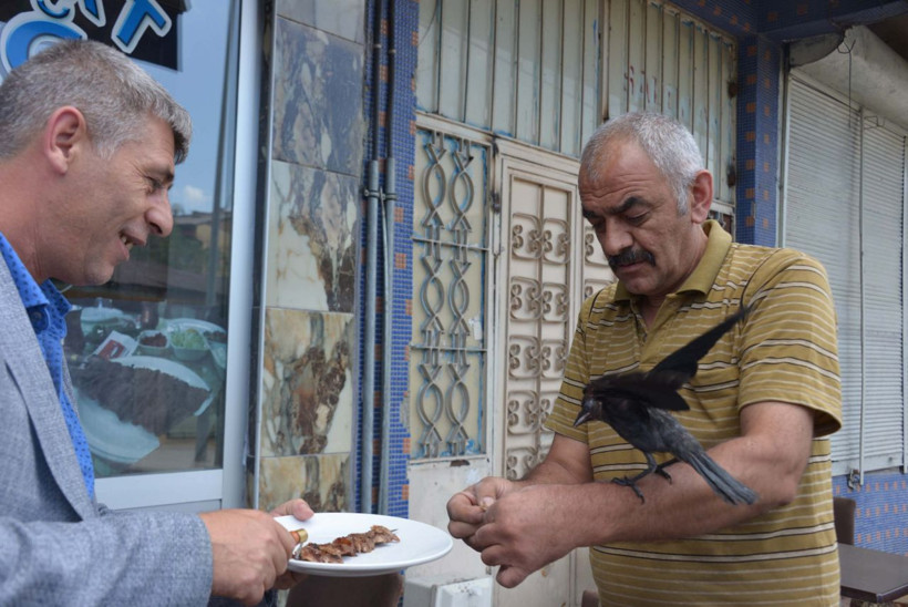 Erzurum'da kargayı kedinin elinden kurtardı! Şimdi yanından ayrılmıyor - Resim: 1