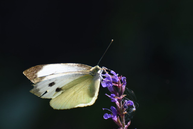 Kars'ta karlar eridi 2 bin 400 rakımlı yaylalarda eşsiz manzaralar ortaya çıktı - Resim: 4