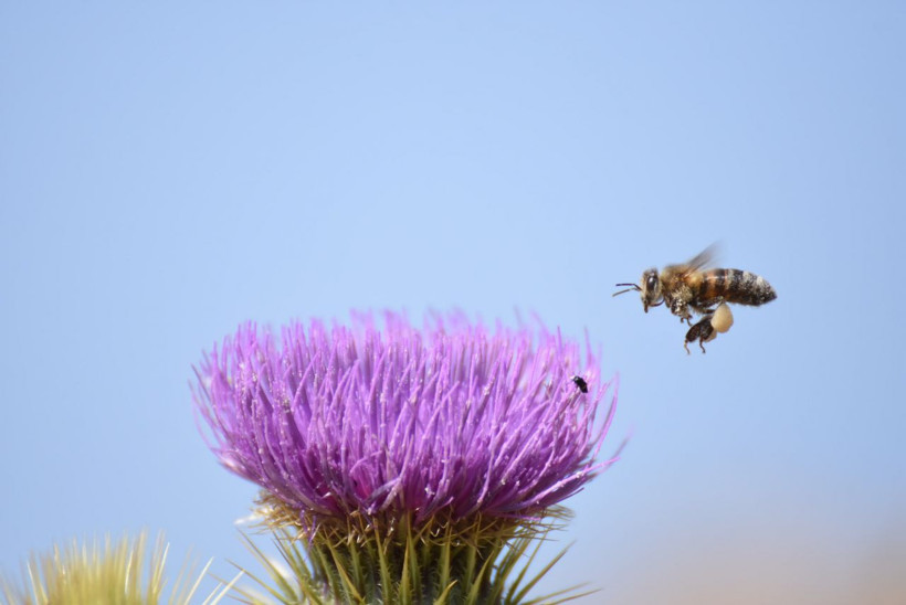 Kars'ta karlar eridi 2 bin 400 rakımlı yaylalarda eşsiz manzaralar ortaya çıktı - Resim: 1