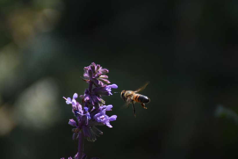 Kars'ta karlar eridi 2 bin 400 rakımlı yaylalarda eşsiz manzaralar ortaya çıktı - Resim: 2