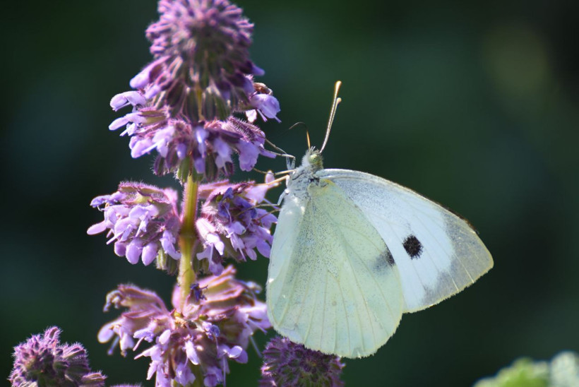Kars'ta karlar eridi 2 bin 400 rakımlı yaylalarda eşsiz manzaralar ortaya çıktı - Resim: 3