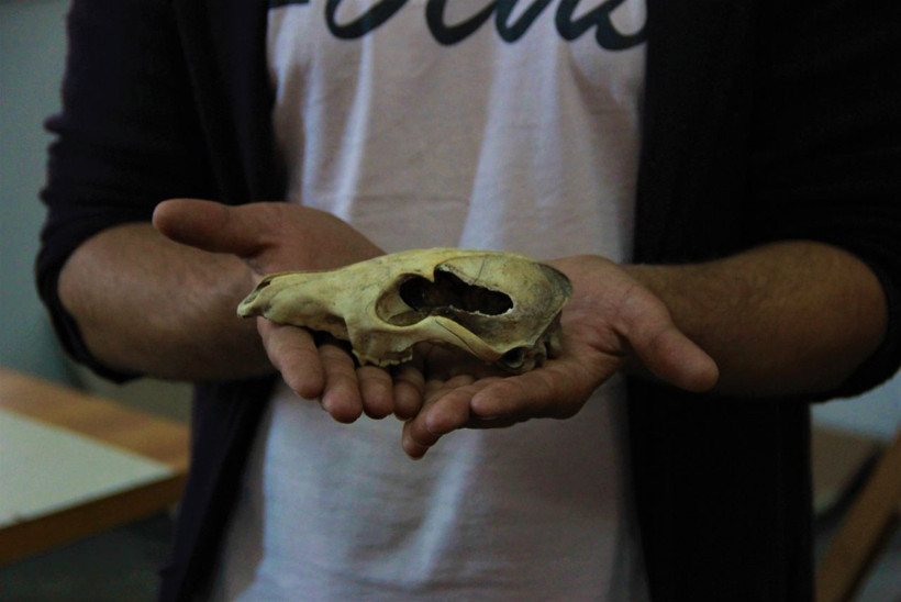 İnsanların ilginç beslenme alışkanlığı! Köpek etini pişirerek tüketiyorlarmış - Resim: 1