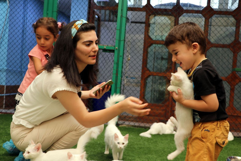 10 yavru doğurup rekor kırmıştı! 'Nazlı' kedi ve yavrularına ziyaretçi ilgisi! - Resim: 1