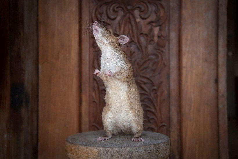 Bu fare bildiğiniz farelerden değil! Cesaret madalyası var - Resim: 3