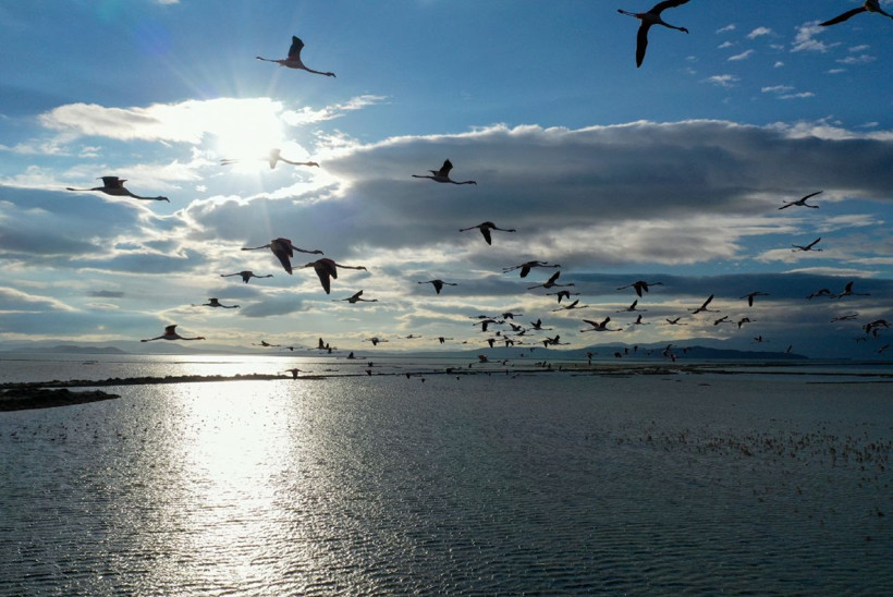 UNESCO adayı Gediz Deltası yüzlerce kuş türüne yuva oldu - Resim: 2
