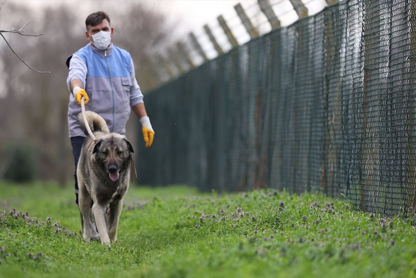 Bu köpeklere sahip olmak isteyen aylarca bekliyor! Dilekçeyle başvuruluyor tanesi 5 bin lira - Resim: 3