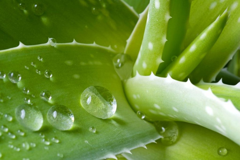 Kozmetik ürünlerinin vazgeçilmezi Aloe Vera'nın sıra dışı faydaları var - Resim: 4