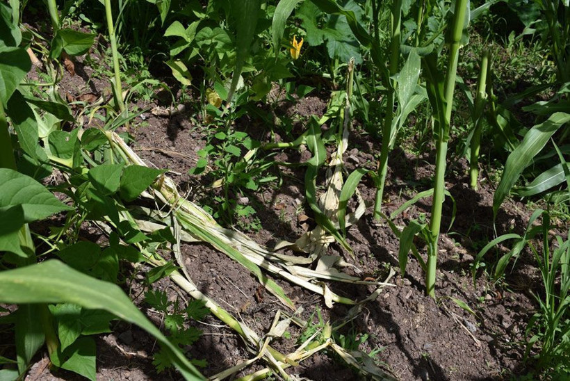 Mahalleli tedirgin akşamları dışarı çıkarken saldırırlar diye korkuyorlar - Resim: 3