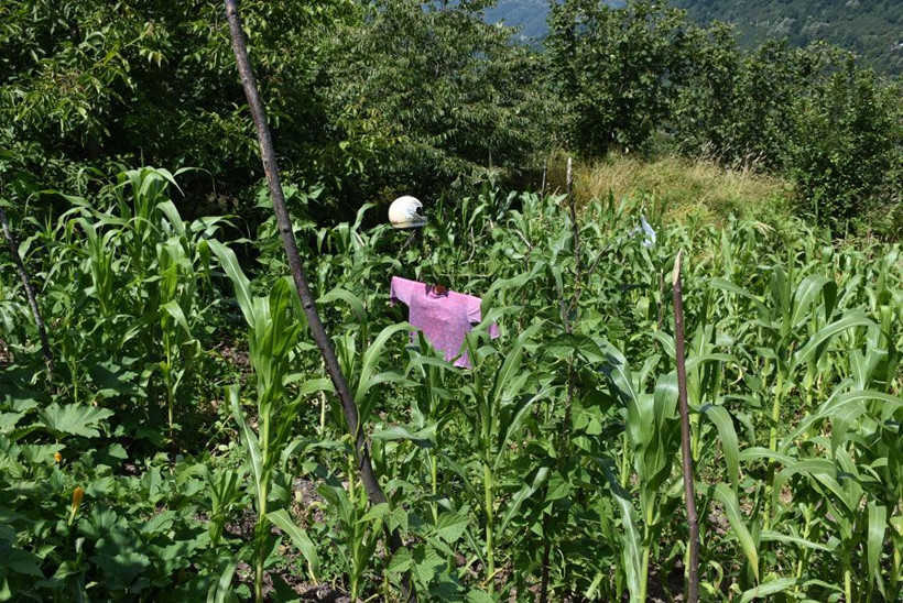 Mahalleli tedirgin akşamları dışarı çıkarken saldırırlar diye korkuyorlar - Resim: 4