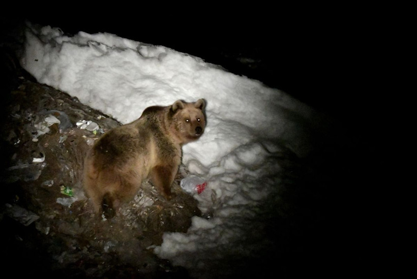Sarıkamış'da sıra dışı görüntü 4 aylık uyku sonrası orada görüldüler - Resim: 3