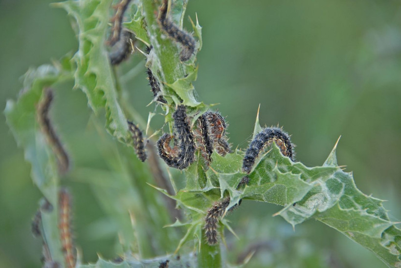 Afrika'dan Diyarbakır'a olağanüstü göç 6 nesil süren yolculukları bitti! - Resim: 1