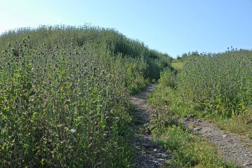 Afrika'dan Diyarbakır'a olağanüstü göç 6 nesil süren yolculukları bitti! - Resim: 3