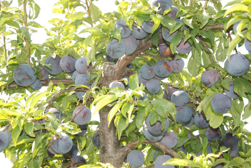 Hobi olarak başladı inanılmaz verim aldı - Resim: 1