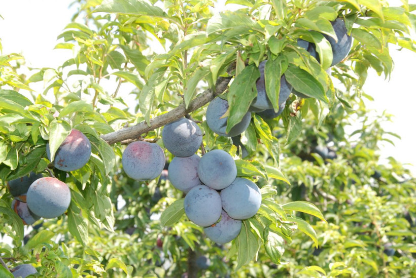 Hobi olarak başladı inanılmaz verim aldı - Resim: 2
