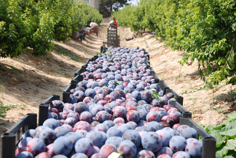 Hobi olarak başladı inanılmaz verim aldı - Resim: 4