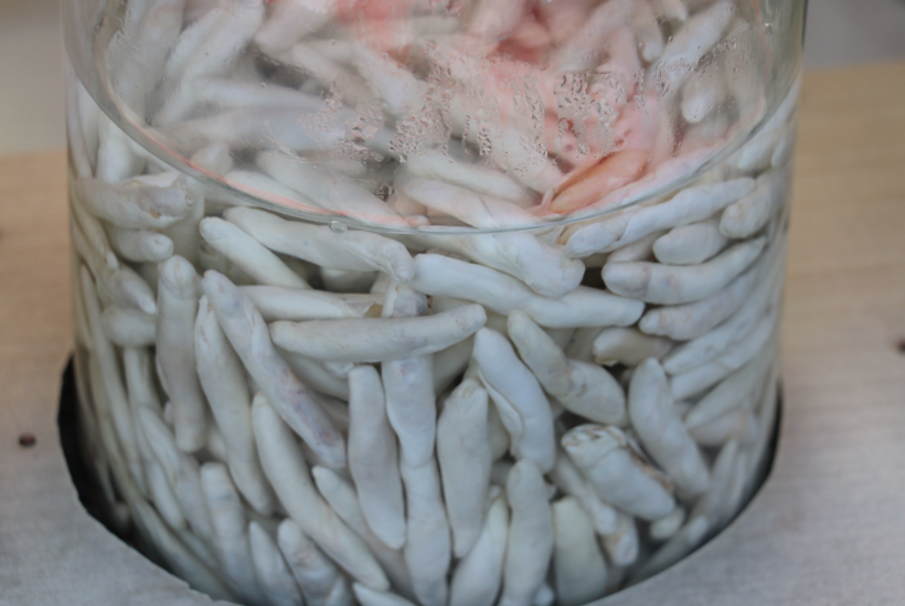 Bu sakız bir ay çiğnenebiliyor kilosu yarım altınla yarışıyor - Resim: 1