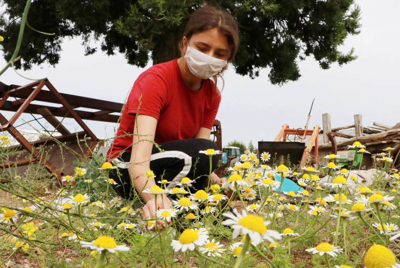 Burdur'da papatyadan üretiliyor bu yağın litresi 40 bin lira - Resim: 4