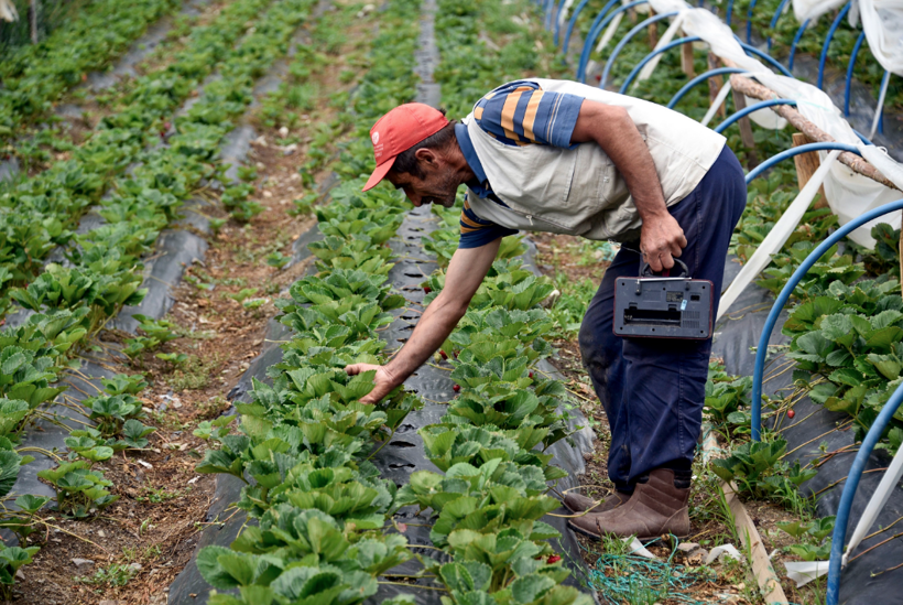 Gümüşhane'de bir çiftçi türküyle yetişen çileklerle para kırıyor - Resim: 4